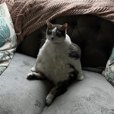 cat sitting on couch
