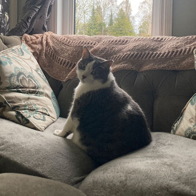 cat sitting on couch